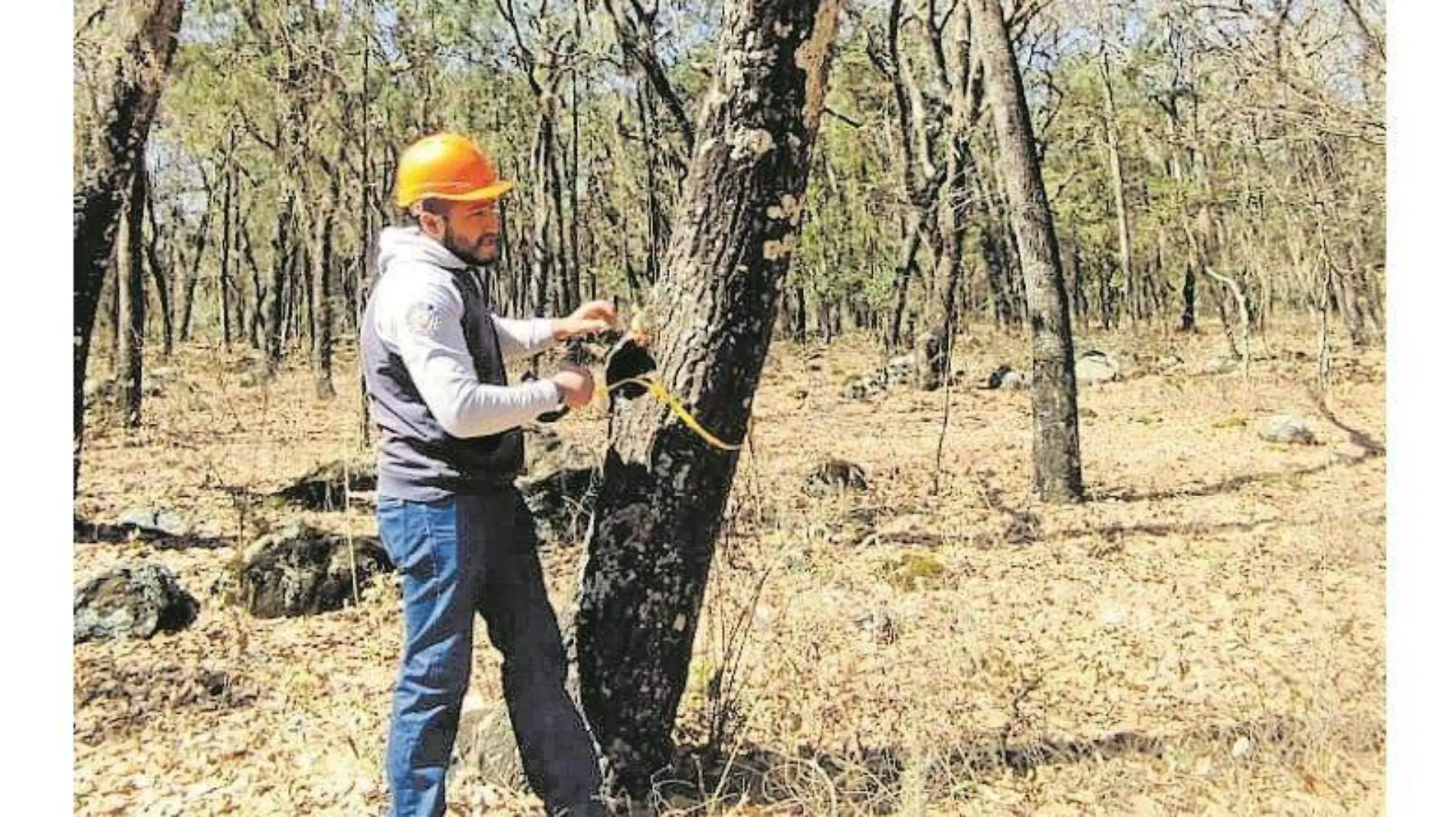 SANEAMIENTO FORESTAL (2)_CMYK